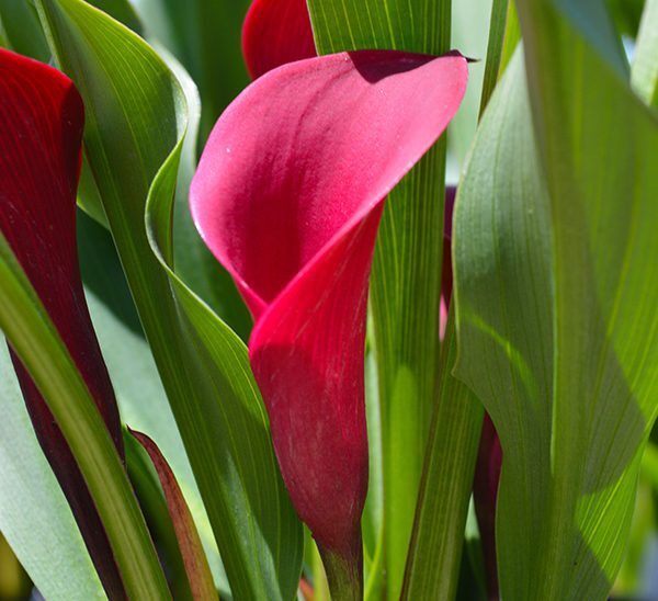 Calla Lily
