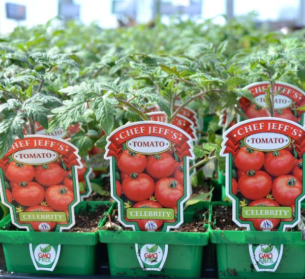 Chef Jeff's Vegetables - Celebrity Tomatoes