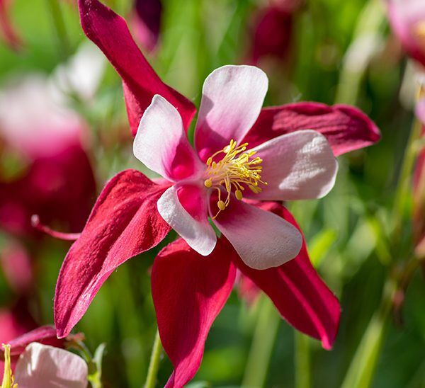 Columbine