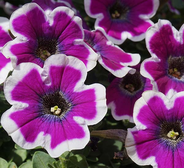 Crazytunia® Petunia