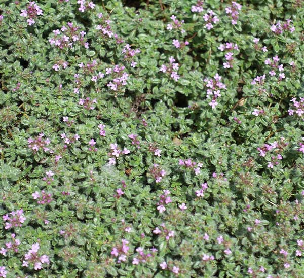 Creeping Mother of Thyme