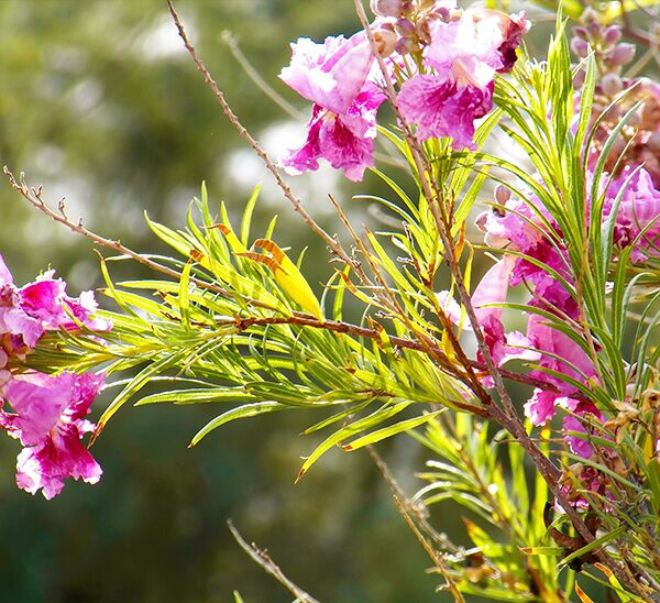 Flowering Desert Willow