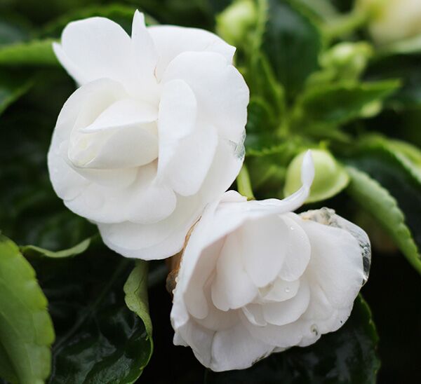Double Impatiens white