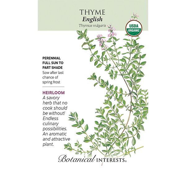 English Thyme Photo 1
