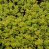 Golden Creeping Jenny Photo 1
