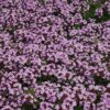 Red Creeping Thyme Photo 1