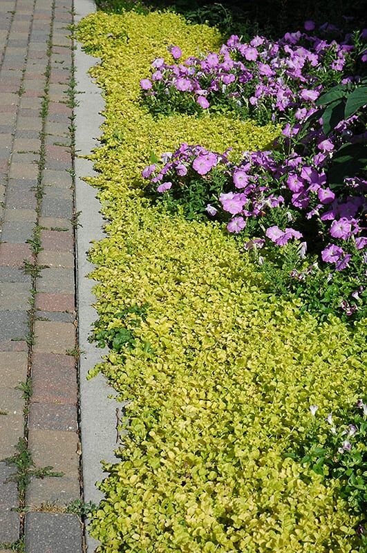 golden creeping jenny