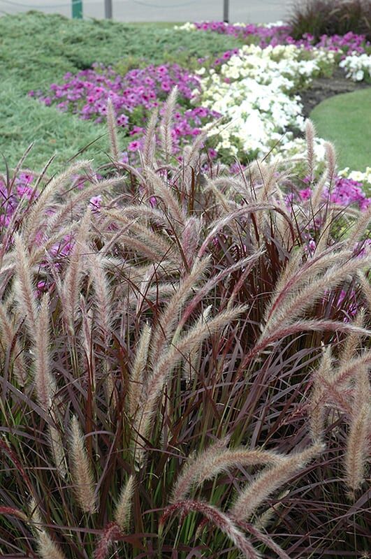 purple fountain grass