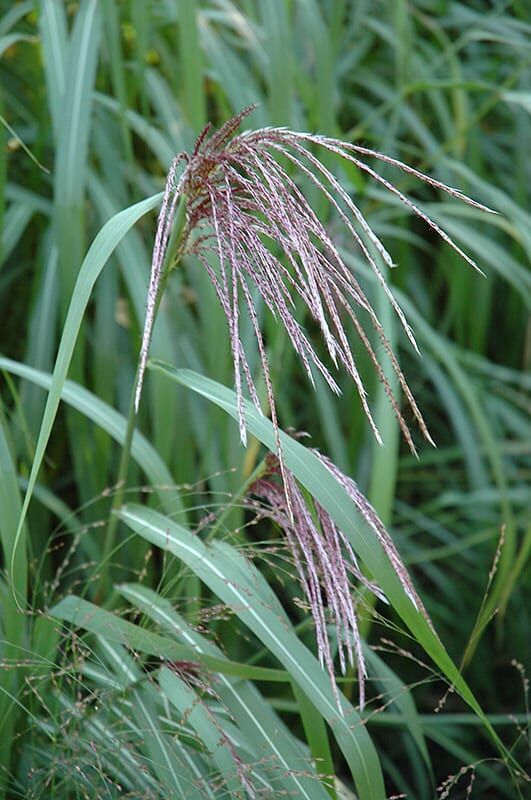 maiden grass