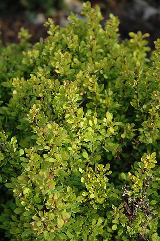 golden nugget Japanese barberry