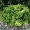 Golden Nugget Japanese Barberry Photo 1