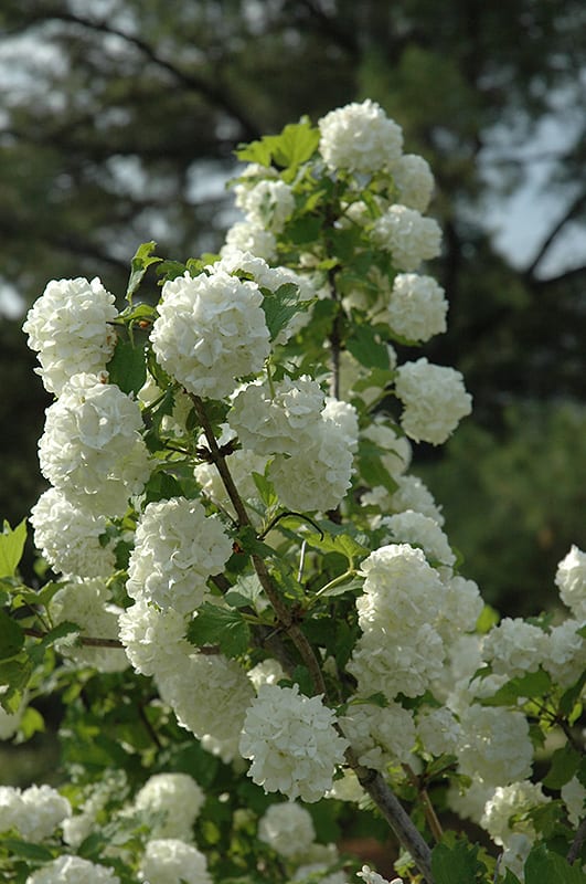 snowball viburnum