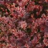 Rose Glow Japanese Barberry Photo 1