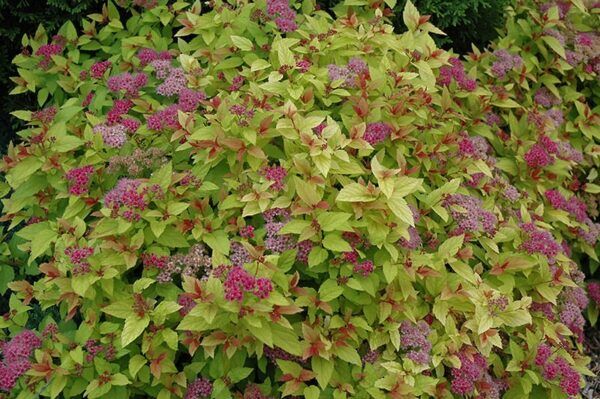 magic carpet spirea