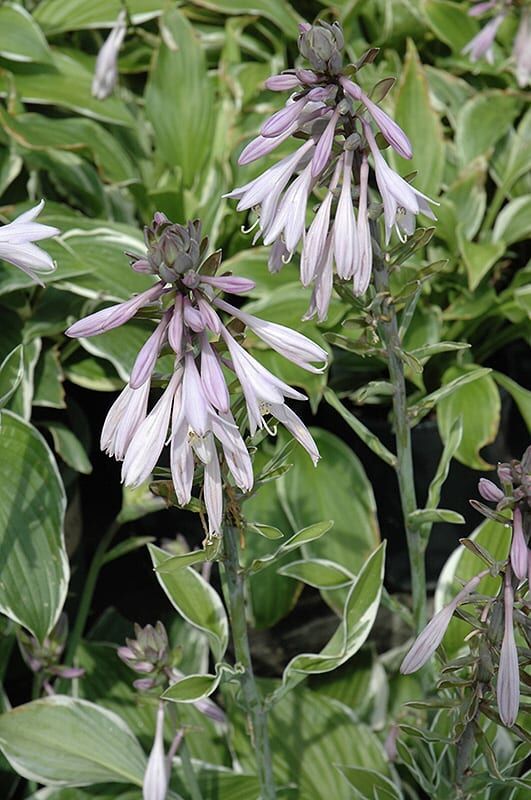 francee hosta