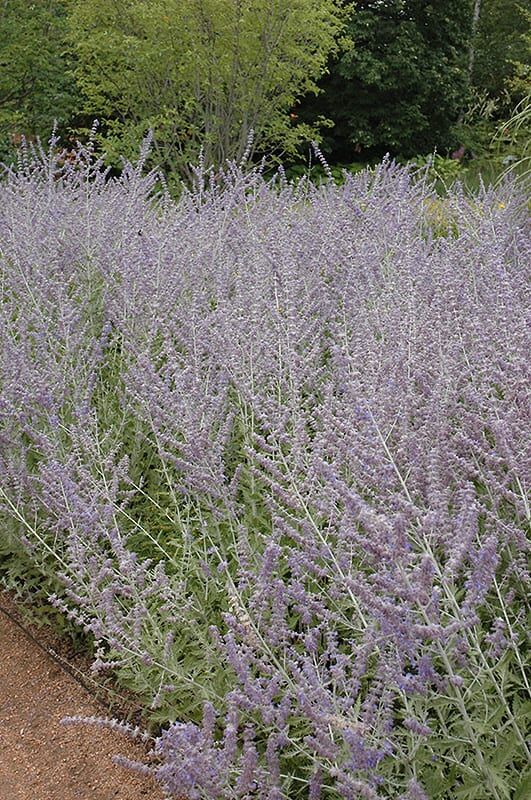 russian sage