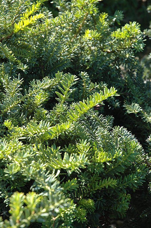 emerald spreader yew