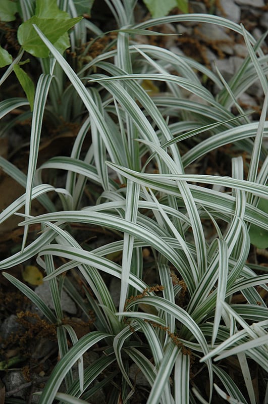 silver dragon lily turf