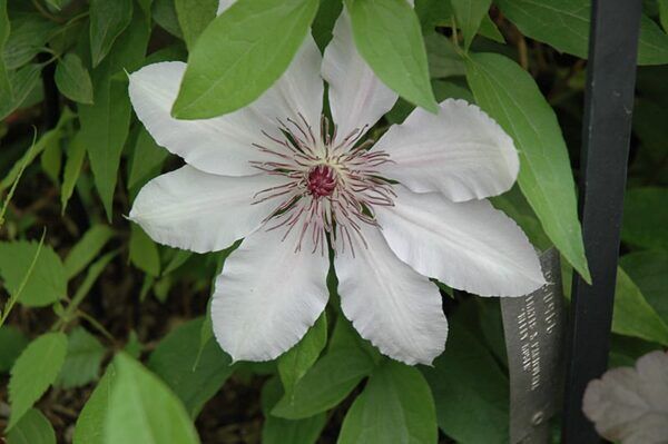 Nelly moser clematis
