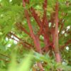 Coral Bark Japanese Maple Photo 1