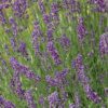 Hidcote Lavender Photo 1