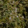 Twist of Lime Glossy Abelia Photo 1