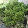 Boxleaf Euonymus Photo 1