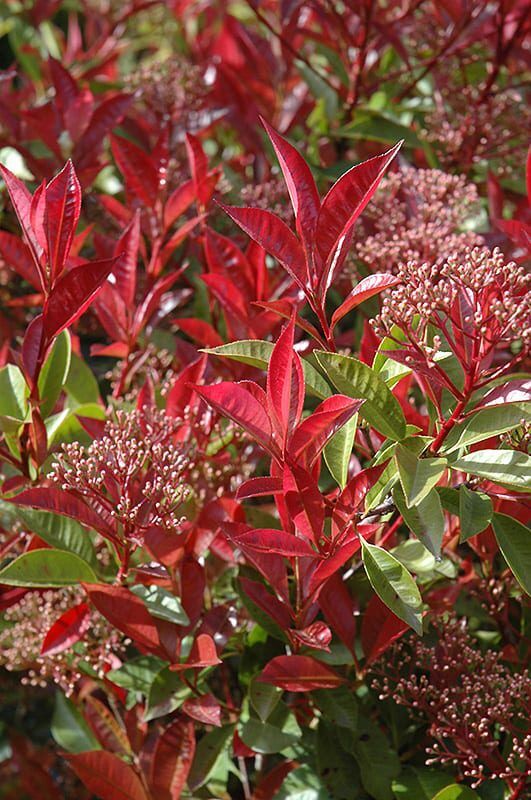 fraser photinia