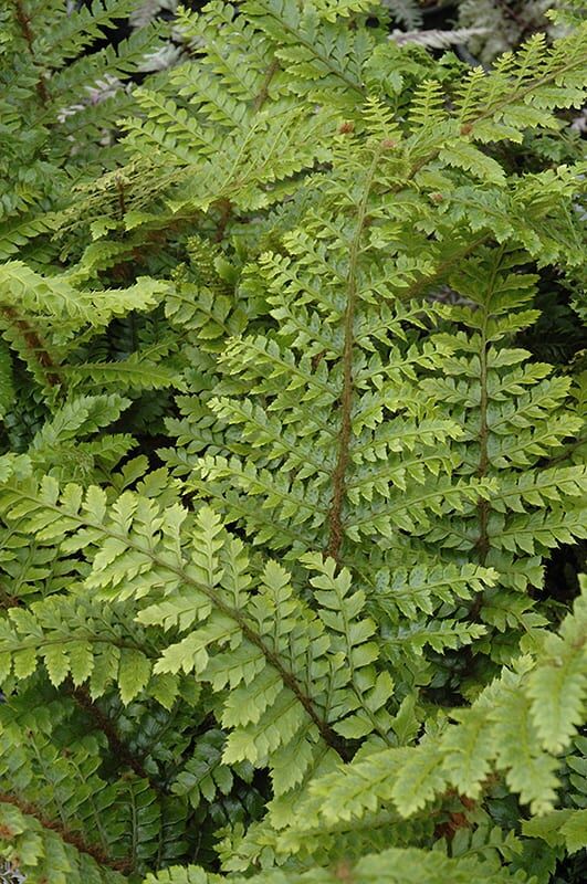 Japanese tassel fern