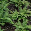 Japanese Tassel Fern Photo 1