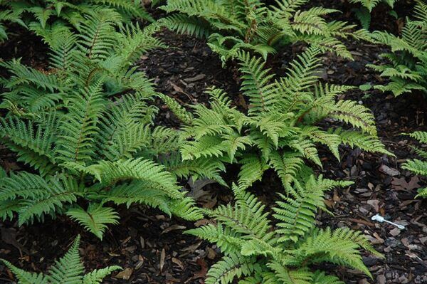 Japanese tassel fern