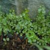 Variegated Creeping Fig Photo 1