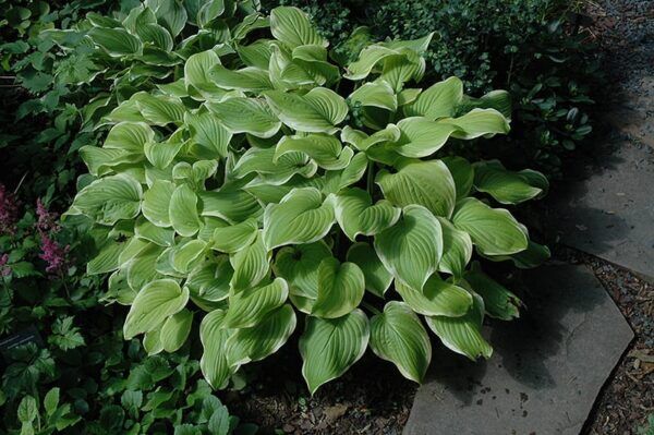 so sweet hosta