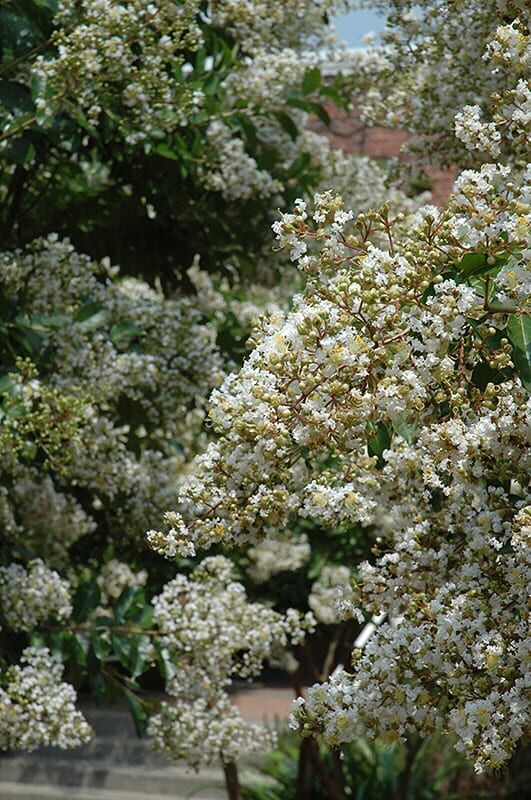 natchez crapemyrtle