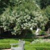 Natchez Crapemyrtle Photo 1