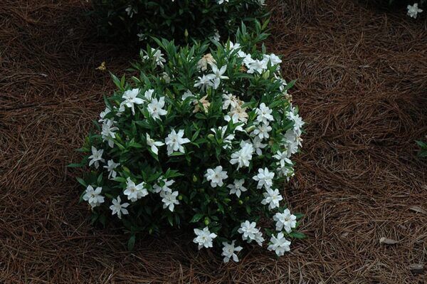frost proof hardy gardenia