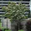 Flowering Dogwood Photo 1