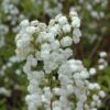 Bridal Wreath Spirea Photo 1
