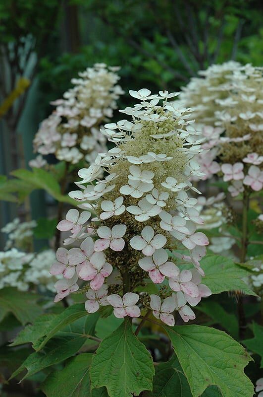 Alice hydrangea