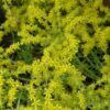 Lemon Coral Stonecrop Photo 1