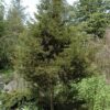 Italian Cypress Photo 1