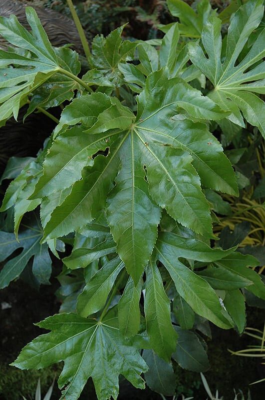 Japanese fatsia