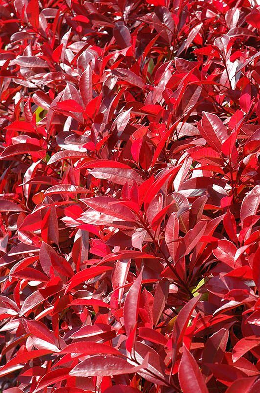 fraser photinia