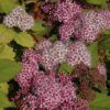 Double Play Big Bang Spirea Photo 1