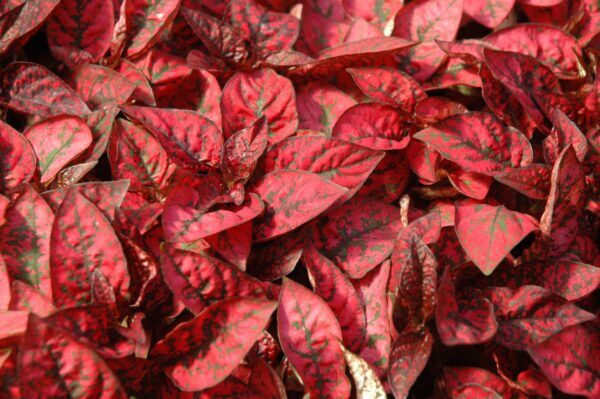 Splash Select Red Polka Dot Plant
