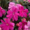 SunPatiens Compact Lilac New Guinea Impatiens Photo 1