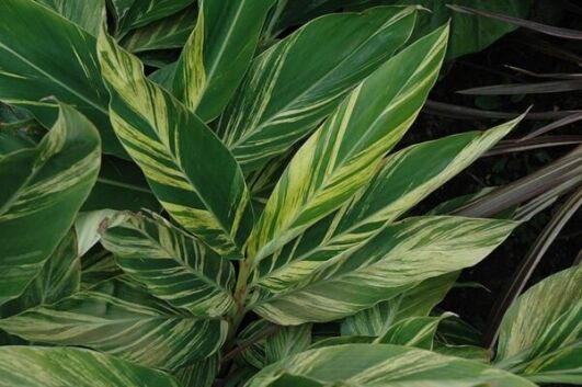 variegated shell ginger
