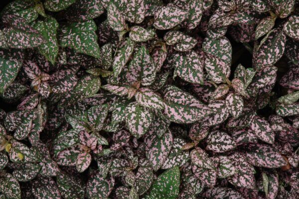 Splash Select Pink Polka Dot Plant