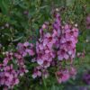 Archangel Dark Rose Angelonia Photo 1