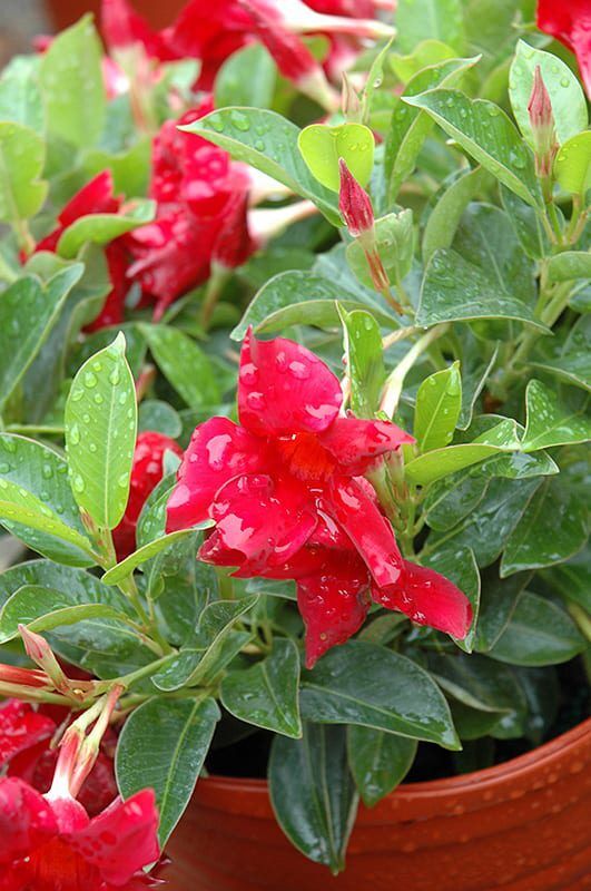 sun parasol crimson madevilla